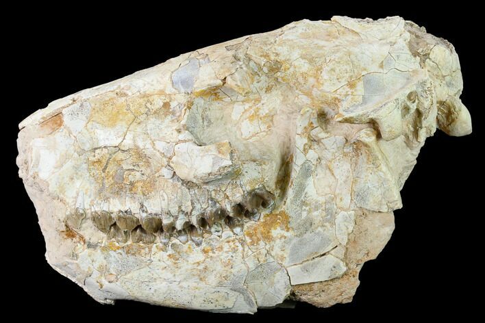 Fossil Oreodont (Merycoidodon) Skull - Wyoming #169160